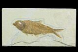 Fossil Fish (Knightia) - Green River Formation #122782-1